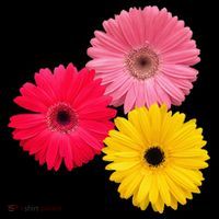 Blooming Gerbera Flower Daisies Gerberas Daisy Flowery Flat Bill Trucker Hat thumb 2