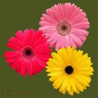 Blooming Gerbera Flower Daisies Gerberas Daisy Flowery The Baniff Cuffed Pom Beanie thumb 2