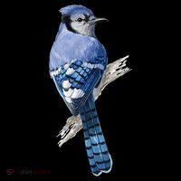 Blue Jay Bird Tote Bag thumb 4
