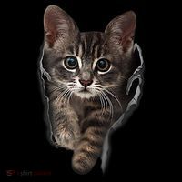 Brown Kitten Staring Cute TShirt Cats Gift Tank Top thumb 6