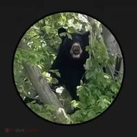 Black Bear Wilderness Doggie Tank thumb 4