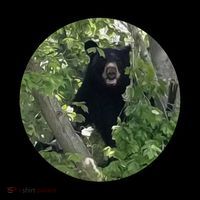 Black Bear Wilderness Kids T-Shirt thumb 4