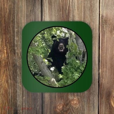 Black Bear Wilderness Coaster
