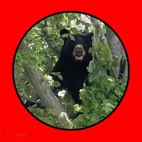 Black Bear Wilderness Santa Hat thumb 1