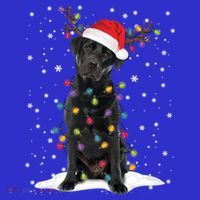 Black Lab Labrador Christmas Tree Light Pajama Dog Xmas Gift T-Shirt thumb 7