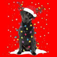 Black Lab Labrador Christmas Tree Light Pajama Dog Xmas Santa Hat thumb 1