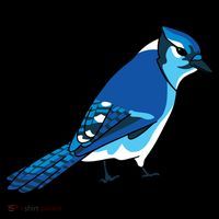 Blue Jay Bird Coaster thumb 2