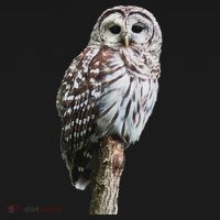 Barred Owl Bird Birder Birding Cute Owl Gift T-Shirt thumb 7