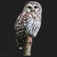 Barred Owl Bird Birder Birding Cute Owl Gift Beanie thumb 2