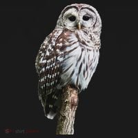 Barred Owl Bird Birder Birding Cute Owl Gift Toddler Hoodie thumb 2