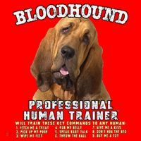 Bloodhound Professional Human Trainer Cute Dog Santa Hat thumb 1