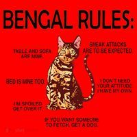 Bengal Rules Bengal Cat Owner Bengal Lover Santa Hat thumb 1