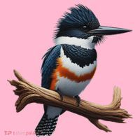 Bird Series. Belted Kingfisher Bird. ArtistS Rendition. Coaster thumb 2