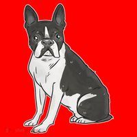 Boston Terrier Dog Santa Hat thumb 1