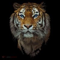 Bengal Tiger Meaningful Gift Endangered Wildlife Lover Big Cat Gift Coffee Mug thumb 5
