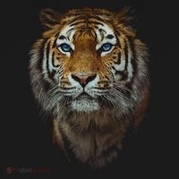 Bengal Tiger Meaningful Gift Endangered Wildlife Lover Big Cat Gift Women's Hoodie thumb 2