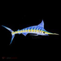 Bevel Tuna Marlin Hoodie thumb 7