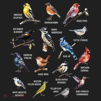 Bird Watching Bird Watcher Bird Lover Birder Birding Nerd Beanie thumb 2