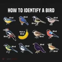 Bird Watcher How To Identify A Bird Unique Birder Button thumb 1