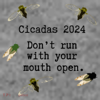Cicada 2024 Cicadas Funny Cicada Toddler Hoodie thumb 2