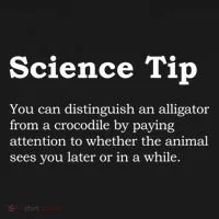 Crocodile Alligator Funny Science Tip Women's Hoodie thumb 2