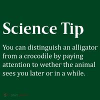 Crocodile Alligator Funny Science Tip Button thumb 1