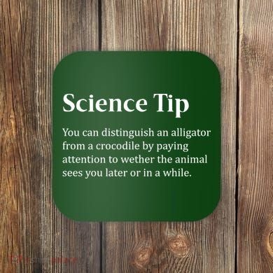Crocodile Alligator Funny Science Tip Coaster