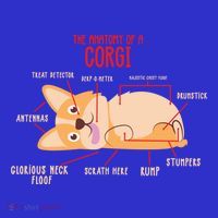 Corgi: Anatomy Of A Corgi Funny Dog Owner Gift Women's Tank Top thumb 5