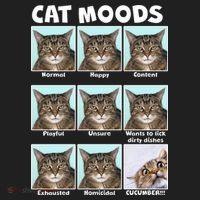 Cat Moods Funny Meme Hat thumb 2