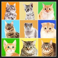 Cats Photo Portraits Collage Coaster thumb 2