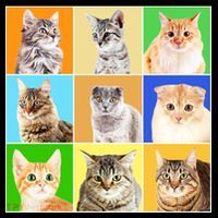 Cats Photo Portraits Collage Kids Colorblock Raglan Jersey thumb 2