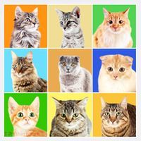 Cats Photo Portraits Collage Tank Top thumb 6