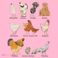 Chicken Breeds Farm Animals Day Support Local Farmer Coaster thumb 2