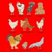 Chicken Breeds Farm Animals Day Support Local Farmer Santa Hat thumb 1