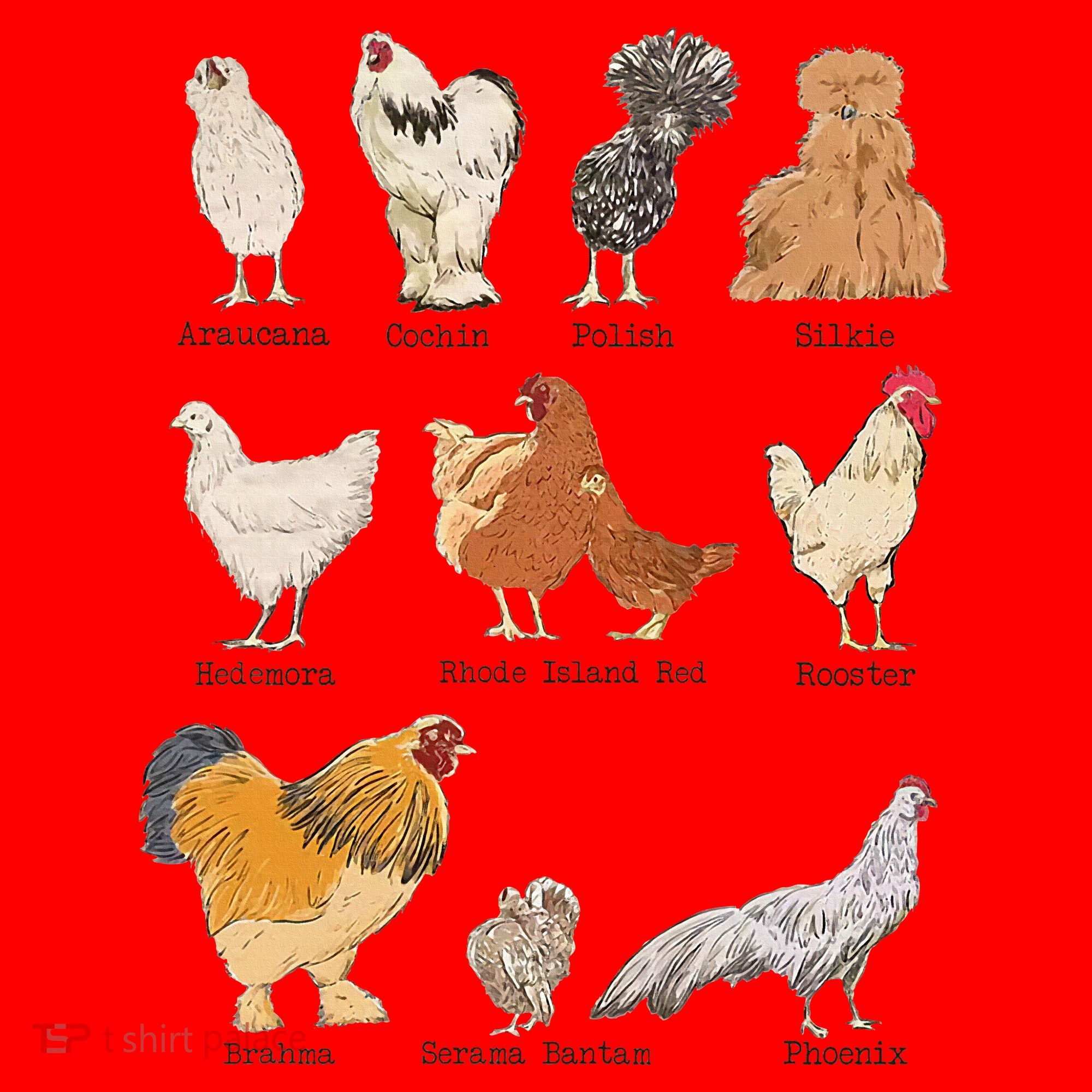 Chicken Breeds Farm Animals Day Support Local Farmer Santa Hat