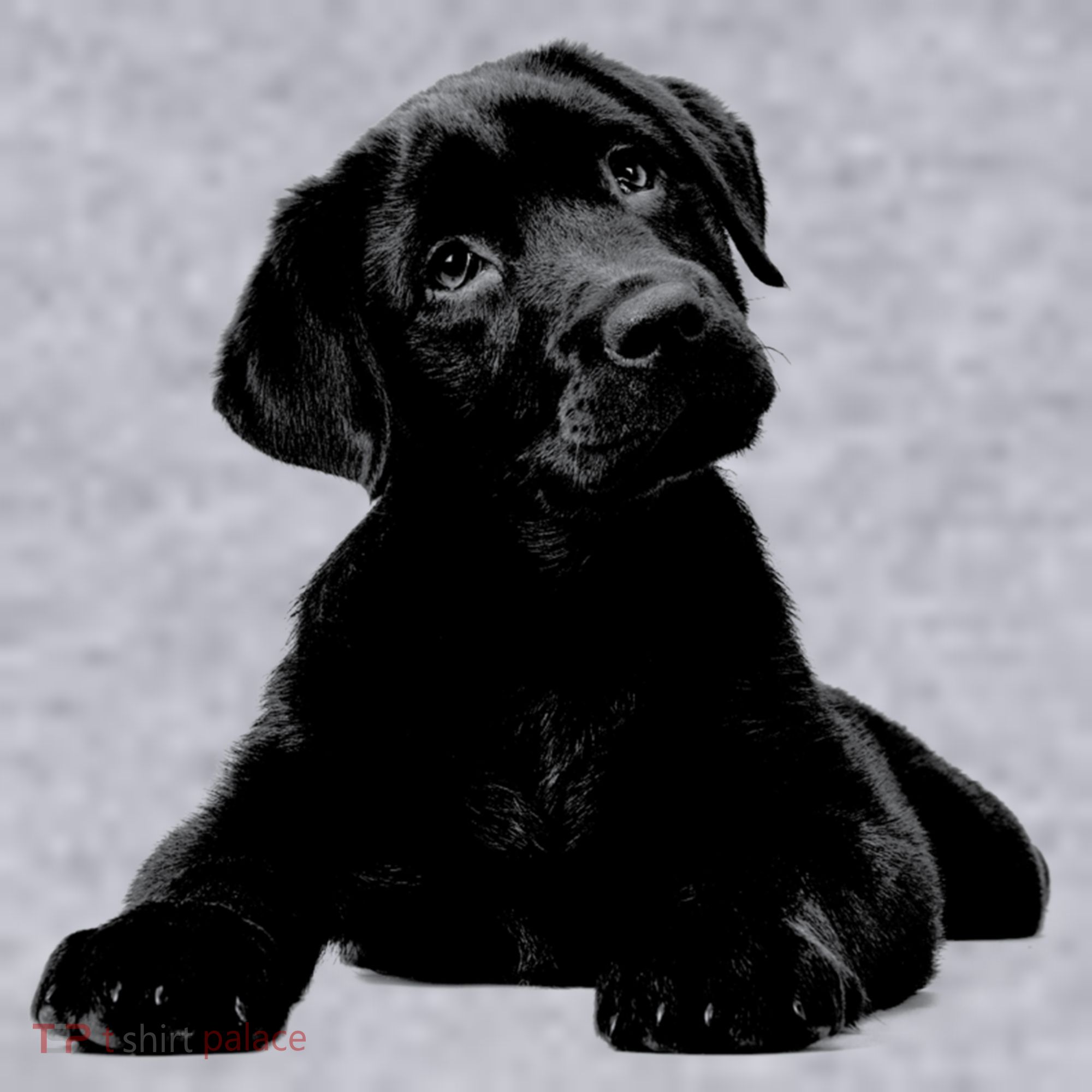 Cute Black Lab Puppy Dog Animal Lover Gift Women's Racerback Cropped Tank