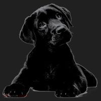Cute Black Lab Puppy Dog Animal Lover Gift Women's Sweatshirt thumb 2