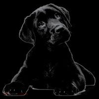Cute Black Lab Puppy Dog Animal Lover Gift Coffee Mug thumb 5