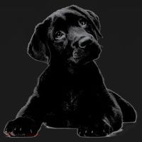 Cute Black Lab Puppy Dog Animal Lover Gift Women's Hoodie thumb 2