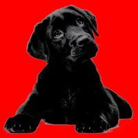 Cute Black Lab Puppy Dog Animal Lover Gift Santa Hat thumb 1