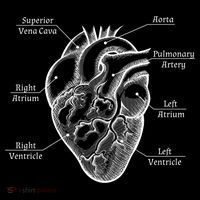 Cardiology Cardiologist Heart Anatomy Distressed Gift Women's Hoodie thumb 2