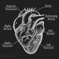 Cardiology Cardiologist Heart Anatomy Distressed Gift Hat thumb 2