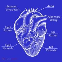 Cardiology Cardiologist Heart Anatomy Distressed Gift Coaster thumb 2