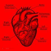 Cardiology Cardiologist Heart Anatomy Distressed Gift Santa Hat thumb 1