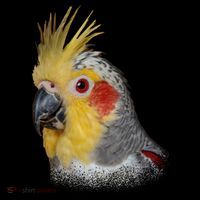 Captivating Cockatiel Portrait Backpack thumb 2