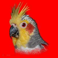 Captivating Cockatiel Portrait Santa Hat thumb 1