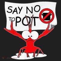 CFunny Crawfish Pun Say No To Pot Lobster Festival Beanie thumb 2