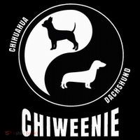 Chiweenie Dog Lovers Breeders Gift Pet Chiweenie Bucket Hat thumb 4