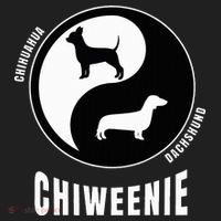 Chiweenie Dog Lovers Breeders Gift Pet Chiweenie Golf Towel thumb 3