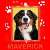 Custom Dog Pet Personalize Picture Photo Name Santa Hat thumb 1
